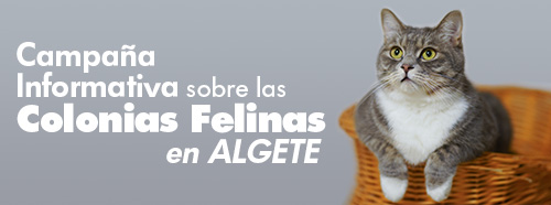 Campaña informativa sobre las colonias felinas Algete